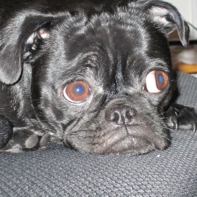 Angel Pugnatious Gibbons 🌈