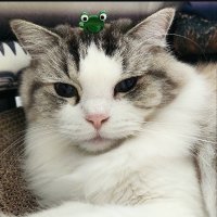 open fastrespon ~ langsung wa 💸