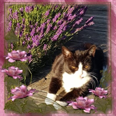 ☕ + 🐱 + ₿ | Trader