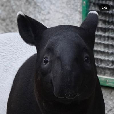 z | scratchmoney shady facts