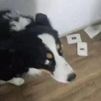 WOR$T NAT IN AMERICA