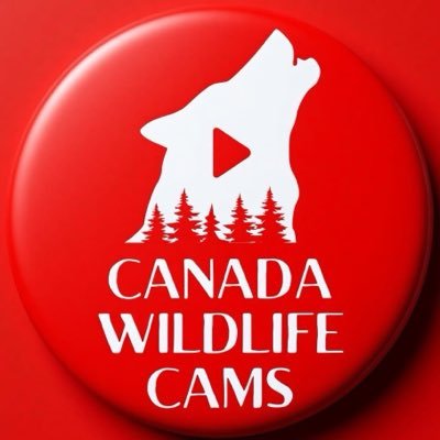 Canada Wildlife Cams | Saskatchewan Trail Cams
