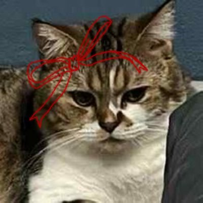 พิสสอ દᵕ̈૩ 🫧🍎🪴