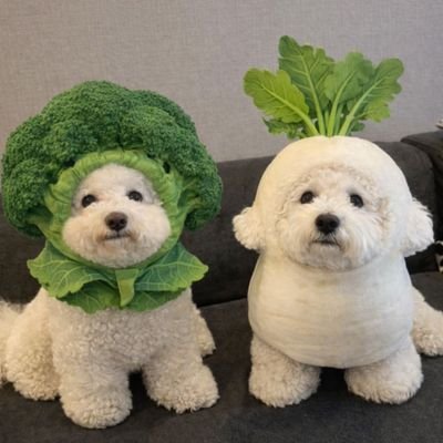 🐰💚🤍🫰🫶Love KNP🐰🦆 น้องแก้มหอมกับพี่จอมหวง