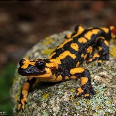 Capità Indíbil ||||