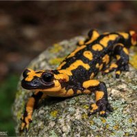 Capità Indíbil ||||