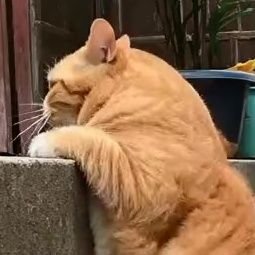 As_เล็ก _the_cat LINGORM 🌈