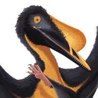 𓆀 rabid WEZDARCHID 🍉