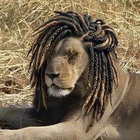 The Lion ✮ Item Songs Enthusiast