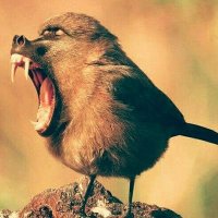 'IDLE BIRDER' 💙NHS