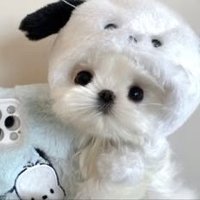 ㅌㅊㅅ 솔🦈(4월 28일까지 냥체)