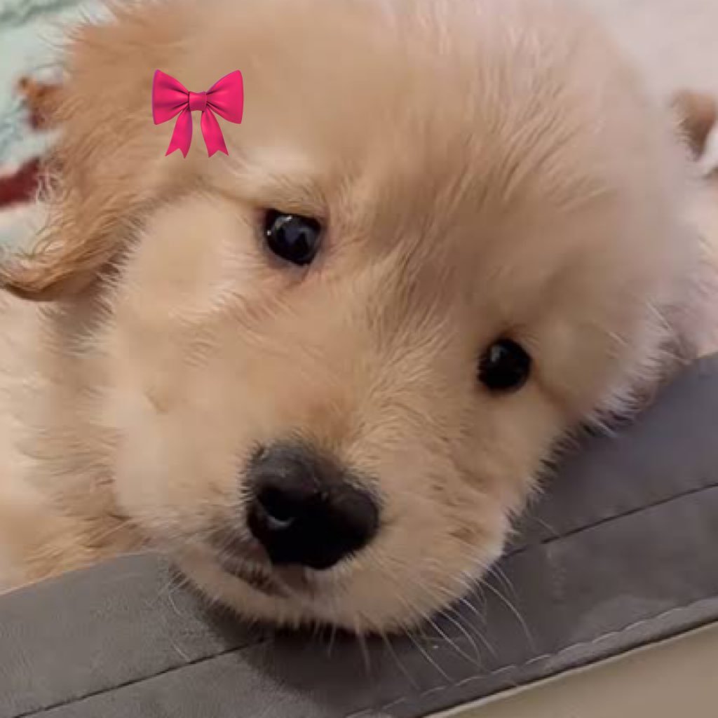 น้องไดนู่ซอรัส🦖