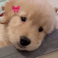 น้องไดนู่ซอรัส🦖