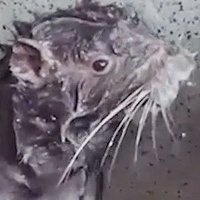 Saki Opossumi VT✨🐀✨