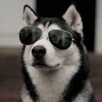 ❥ 𝓼𝓱𝓸𝓷𝓪 ❥($DOG arc)