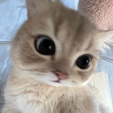 william eklund me da uma chance.