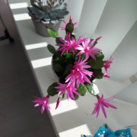 🩵💜🐧ℙ𝕖𝕟𝕘𝕦𝕚𝕟 𝕃𝕒𝕕𝕪🐧💜🩵