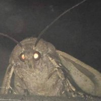 Gelincik⋆.˚|TADC EP8 SPOILERS