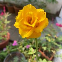 Nimisham - The Moment 🌼