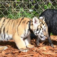 🐯✦𝚃𝟷𝙶𝙶𝚈٭𝙺𝟷𝚃𝚃𝚈✦🐾