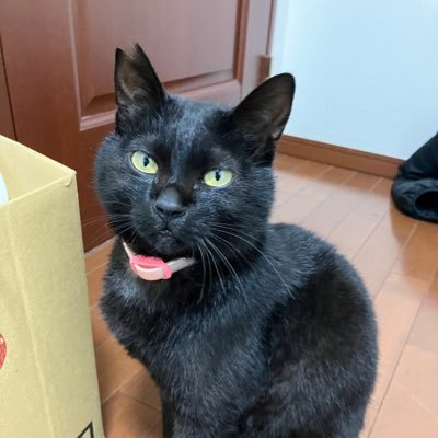 かえるぴょこぴょこ　旧やまと🐈‍⬛🫧