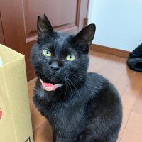 かえるぴょこぴょこ　旧やまと🐈‍⬛🫧