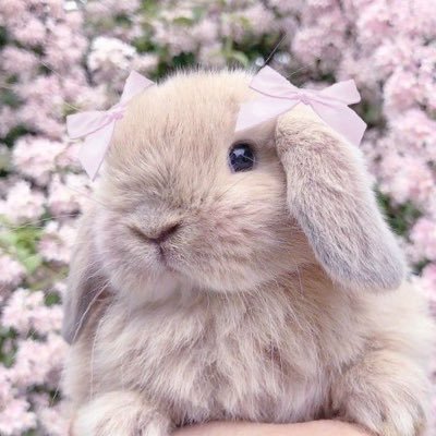 ₊✦﹒˚₊⧣ ⸝⸝Peppercorn⸝⸝ ⧣₊˚﹒✦₊