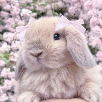 ₊✦﹒˚₊⧣ ⸝⸝Peppercorn⸝⸝ ⧣₊˚﹒✦₊