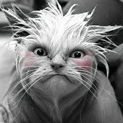 BassmanThroatPunch 🇺🇸 🇮🇱 🇺🇸 xx-xy No DMs