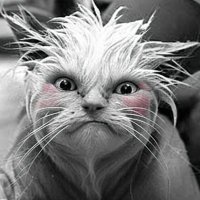 BassmanThroatPunch 🇺🇸 🇮🇱 🇺🇸 xx-xy No DMs