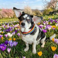 Dina Flederflauschmaus