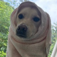 ビビリワンGP.No1みらい【公式】ママ推し同担拒否犬