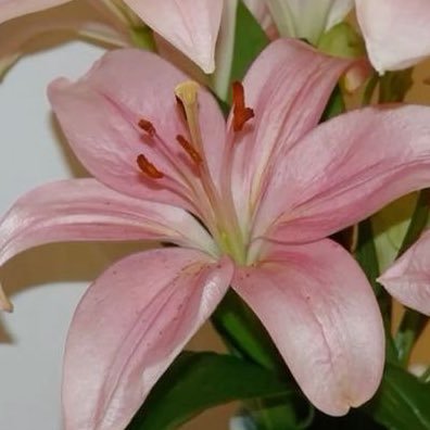 𝒫𝓉 ᵔ ◡.ᵔ