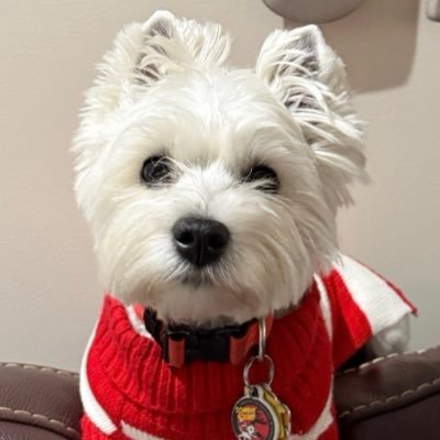 🐶 GENERAL SHORTCAKE