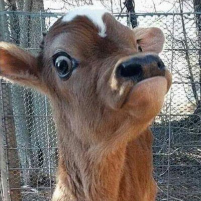 ⭐️⭐️⭐️Unkle Buck!!!⭐️⭐️⭐️