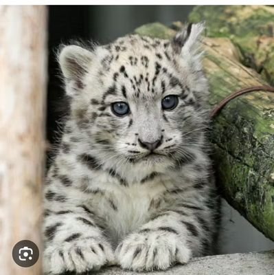 みみこちゃんねる