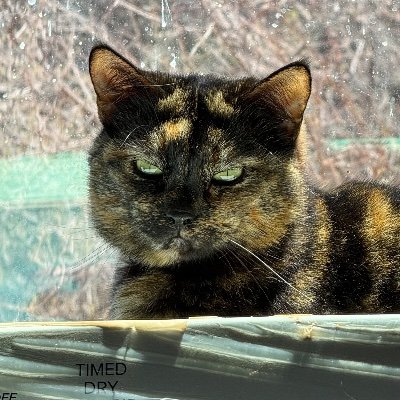 Alaina Catssadine's Cursed Cat Café