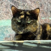 Alaina Catssadine's Cursed Cat Café