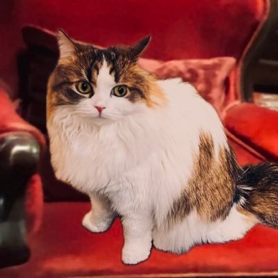 𝒩𝑜𝒾𝓇 𝑀𝒾𝓉𝓈𝓊𝓎𝒶👼🏻