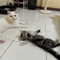 ˚ ༘♡ ⋆ ꁅꀎꍏꁅꁅꍏ ｡˚ ❀