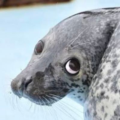 🦭 that seal who likes ODD YOUTH & HATES that 🥗