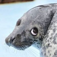 🦭 that seal who likes ODD YOUTH & HATES that 🥗