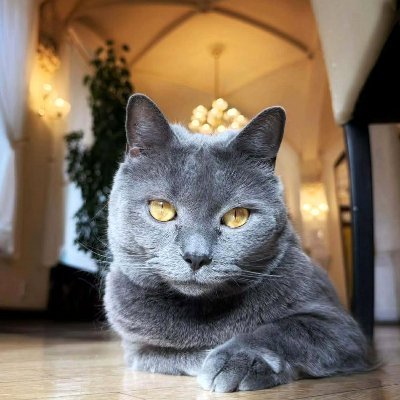 ⋆𓆩Pirata✕Hrvata𓆪⋆