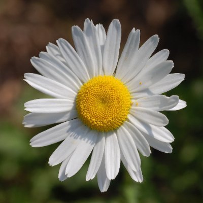 Margriet