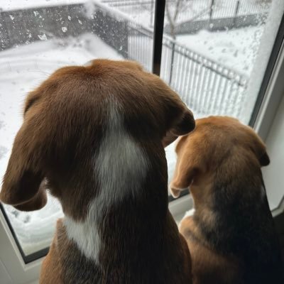 Beagles Beau & Sky🐾 & 🌈 😇 IslandKaia🐾