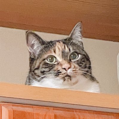 ねこ