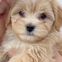 マリーゴールド