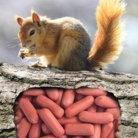 🖤🐿️Turbo Skwurl 🐿️🖤