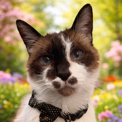 🌸🌈Skippy🐈Kevy🐈Badger🐈Sunny🐈Basil🐈Mikey🌸