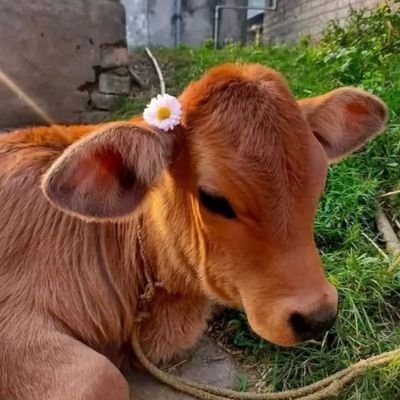 Butlerian Jihad Enthusiast